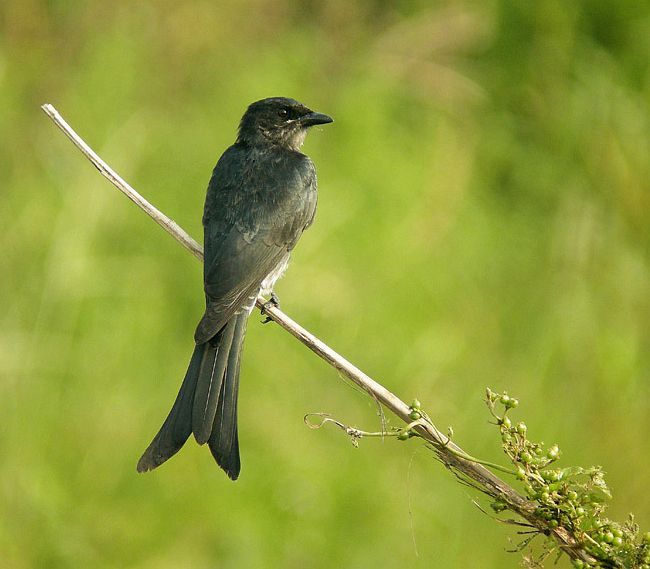 黑卷尾普通亚种 (动物)