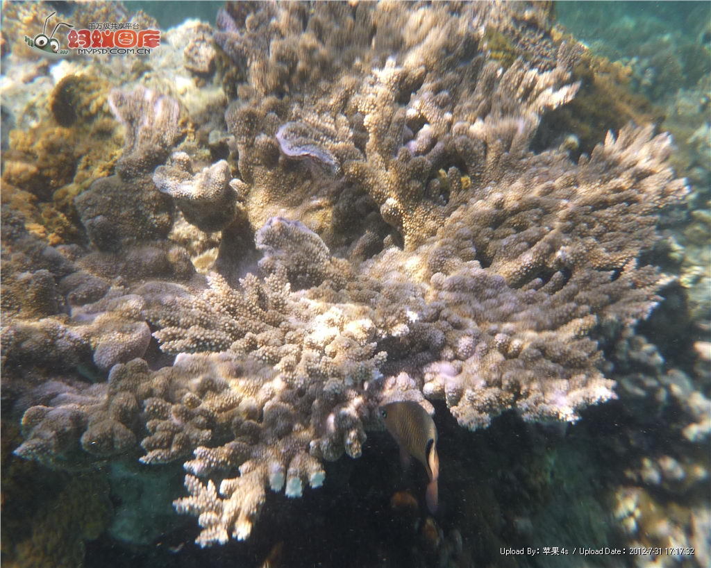 常见珊瑚种类,珊瑚品种图鉴大全,珊瑚名称及图片大全_大山谷图库