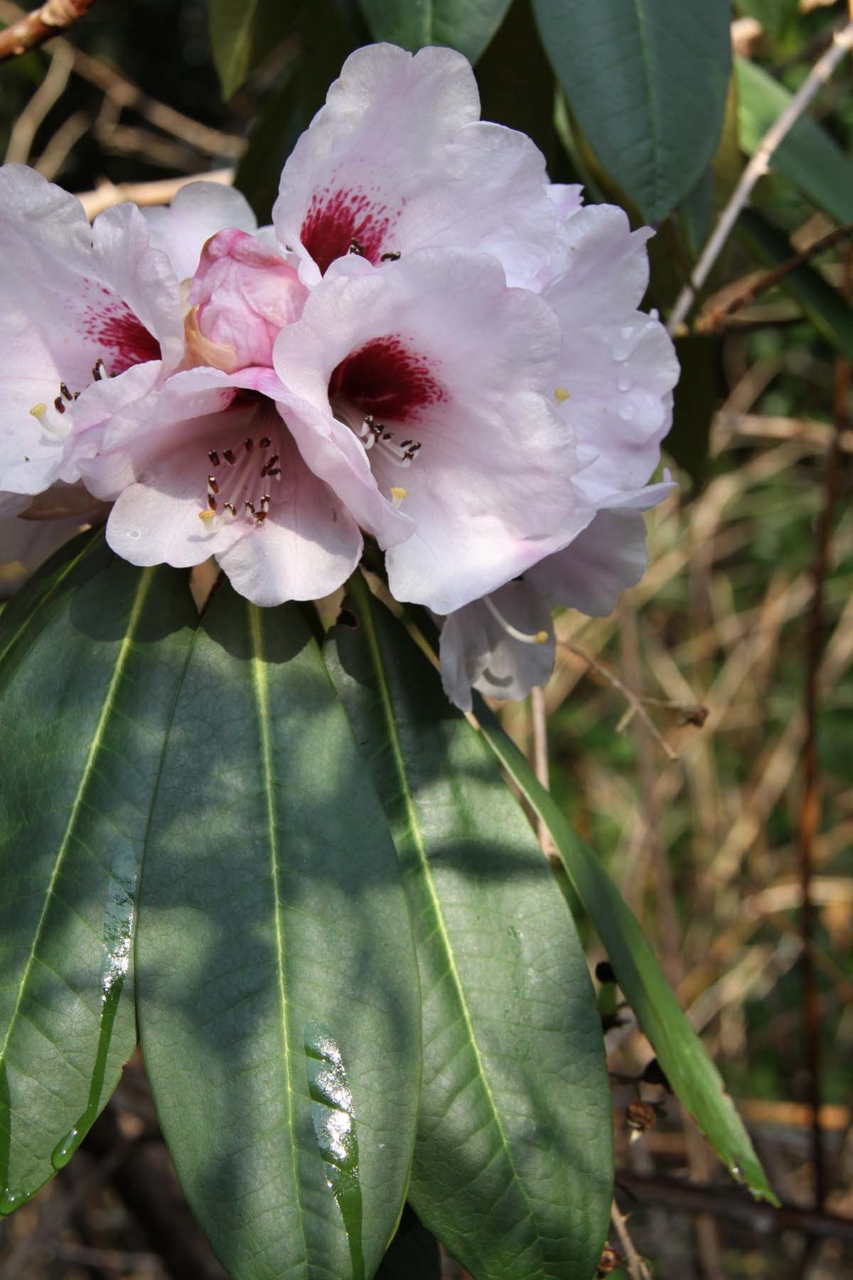 宽钟杜鹃 (植物)
