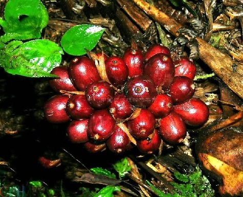 红草果(植物)_技点百科