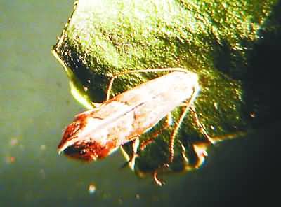 元宝枫细蛾(动物)昆虫名,为细蛾科.分布于北京等.