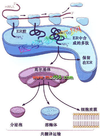 共翻譯轉運(分子生物學)內質網膜上的膜結合核糖體在合成蛋白質時