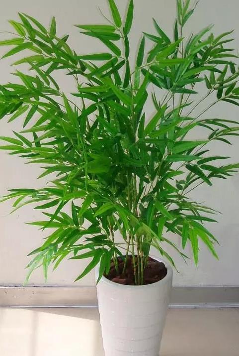 凤尾竹植物