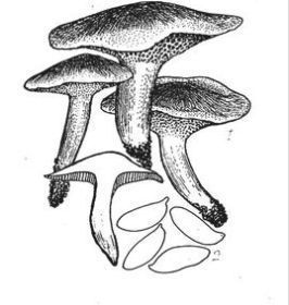 菌盖宽3-8cm,中央凸起,后渐平展,表面粘,有不明显的紧贴的纤毛,淡灰色