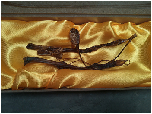 海狗肾(中医学与中药学)