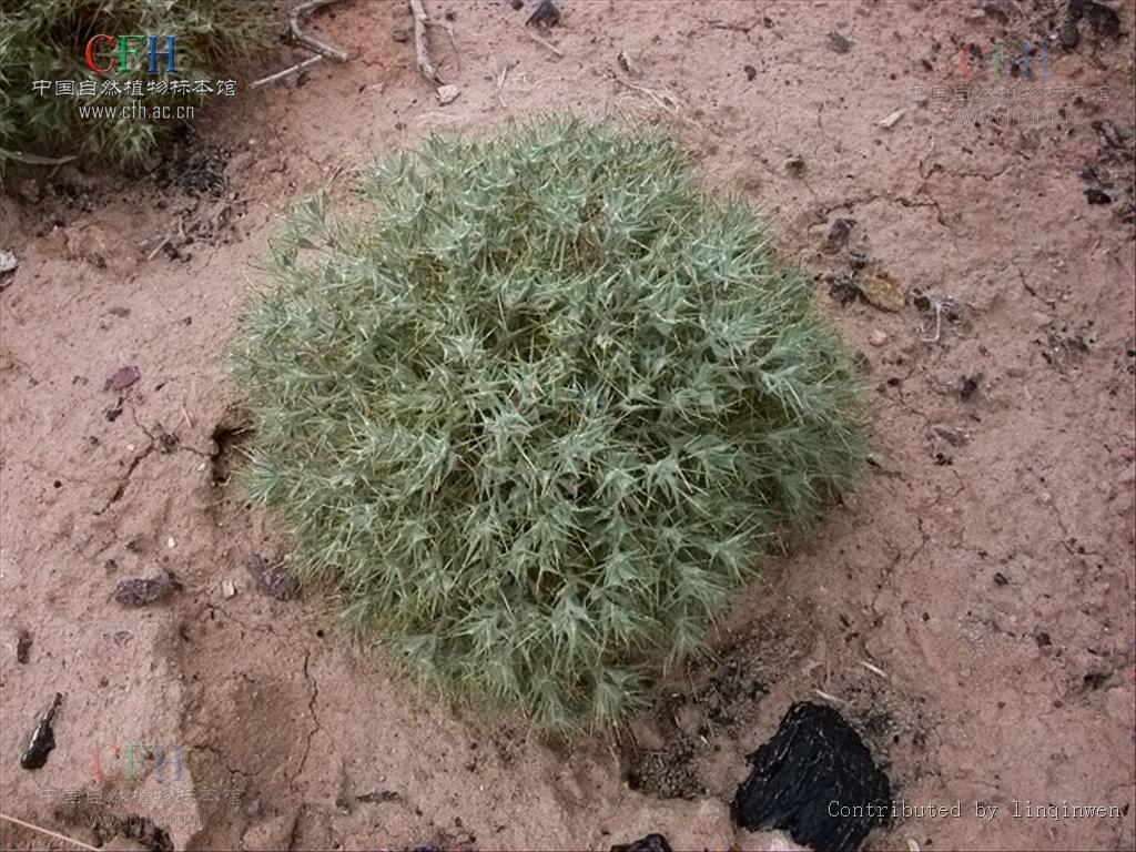 角果藜(植物)