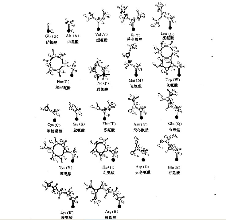 人体21种氨基酸结构图图片