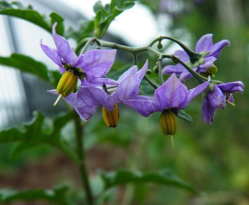 蜀羊泉中医学与中药学