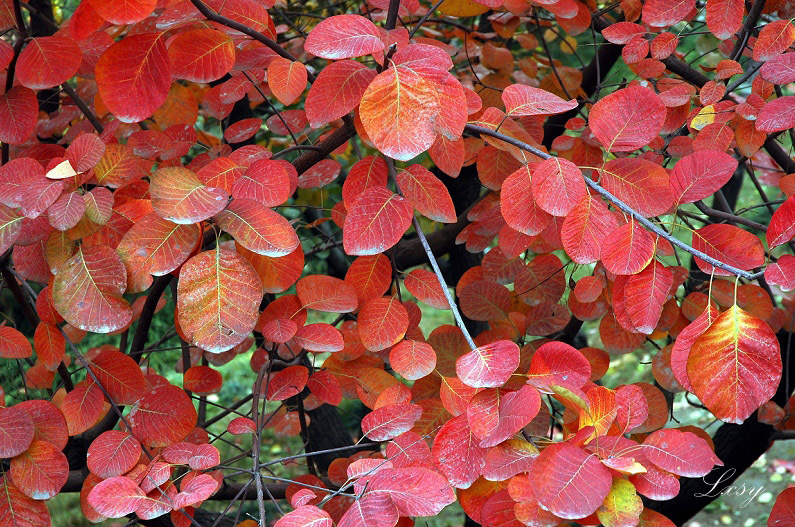 黄栌属(植物)_科普_技点百科