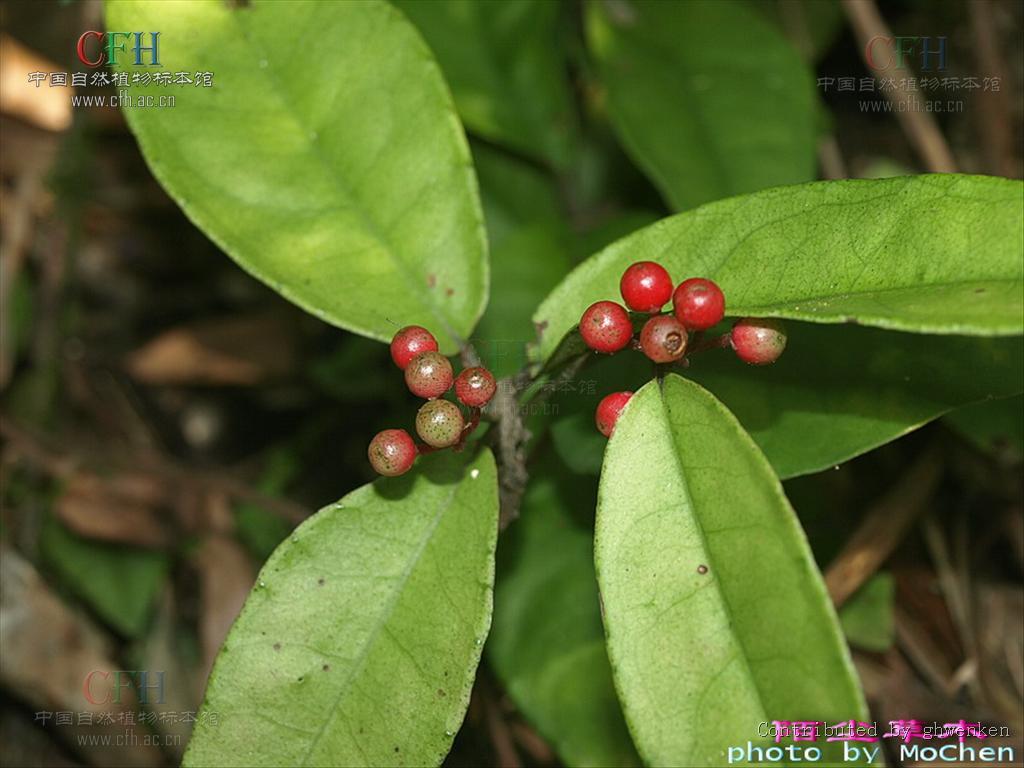 山血丹(其他生物相关)_技点百科