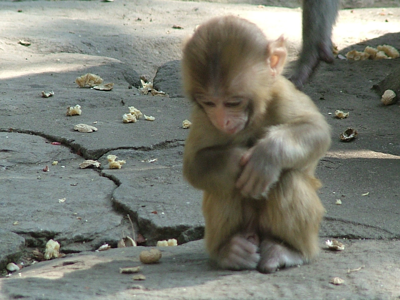 可爱猴子4k图片_4K动物图片高清壁纸_墨鱼部落格