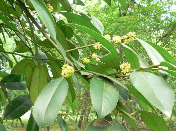 大叶毛折柄茶 (植物)