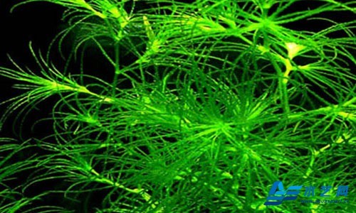 平滑拟双星藻 (植物)