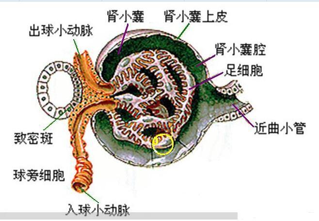 肾球旁复合体结构图片