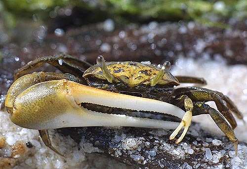 大岩桐招潮蟹 (其他生物相关)