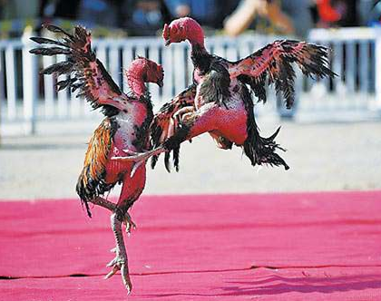 英国斗鸡动物