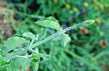 对节草(植物)