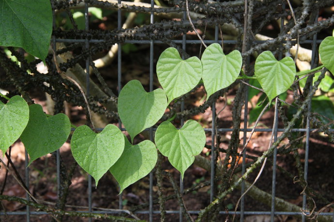 绿包藤(植物)绿包藤,又称:小赖藤,千里找根,发冷藤,绿藤,波叶青牛胆