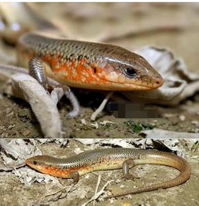 中国石龙子台湾亚种动物