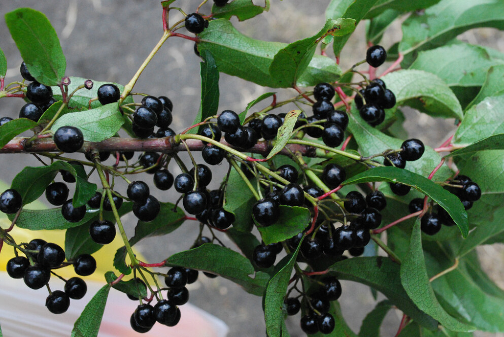 巴西莓提取物其他化学工程相关