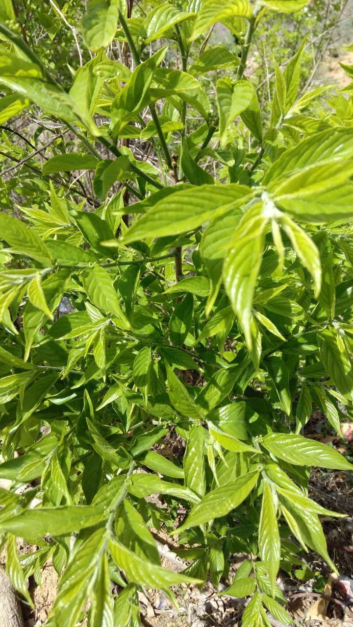 崂山芊罗 (生物进化论)