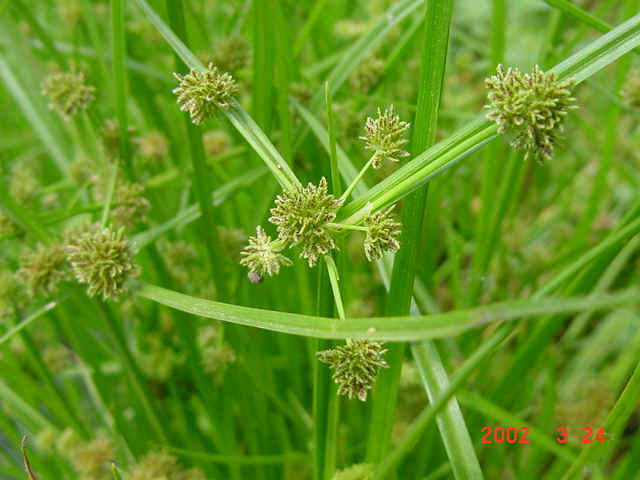 茳芏,大甲蔺,苑里蔺,淡水草席草,龙须草,为禾本目莎草科莎草属的植物