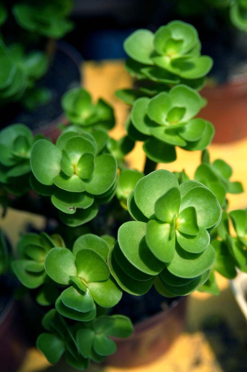 金钱木(植物)金钱木(拉丁学名:portulaca molokiniens