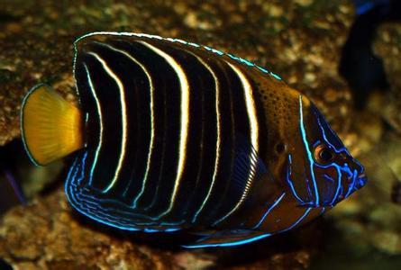 黄尾刺盖鱼 (动物)