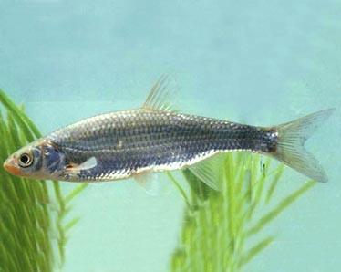 赤梢鱼其他生物相关