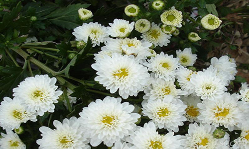 贡菊花 (中医学与中药学)