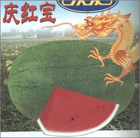 庆红宝(植物)庆红宝-西瓜种子 特大庆红宝是黑龙江省庆发农业发展有限