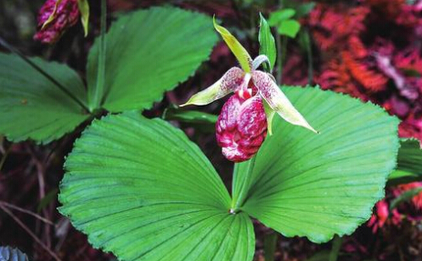 扇脉杓兰(植物)