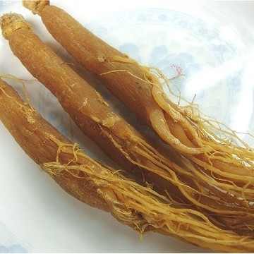 红人参医药植物