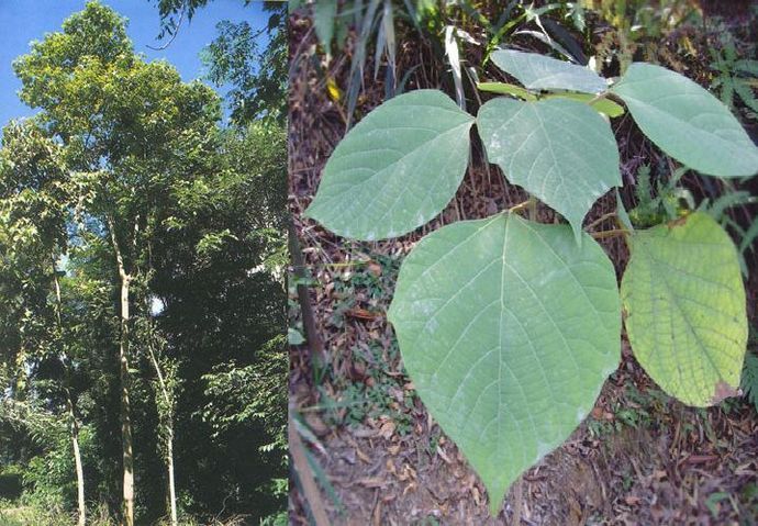 石梓属植物