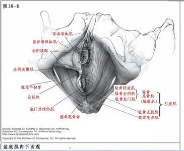 盆膈平面图片