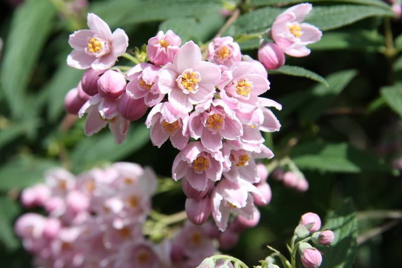 沟齿溲疏(植物)