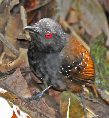 委内瑞拉蚁鸟(动物)