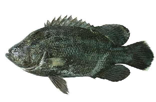 松鲷科 (其他生物相关)