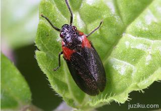 二点尖胸沫蝉动物