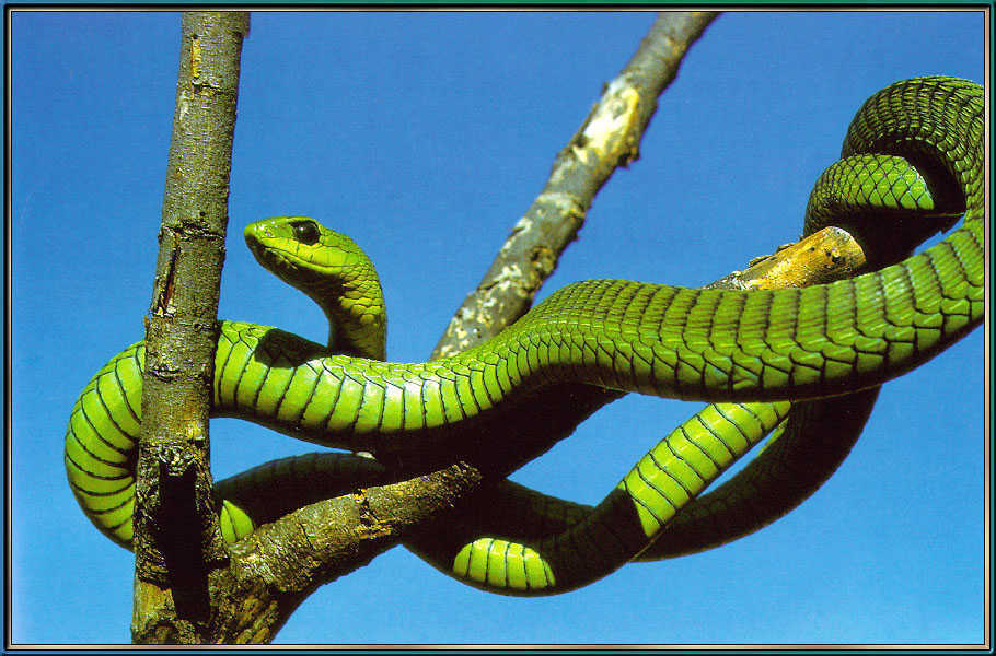 非洲树蛇 (动物)