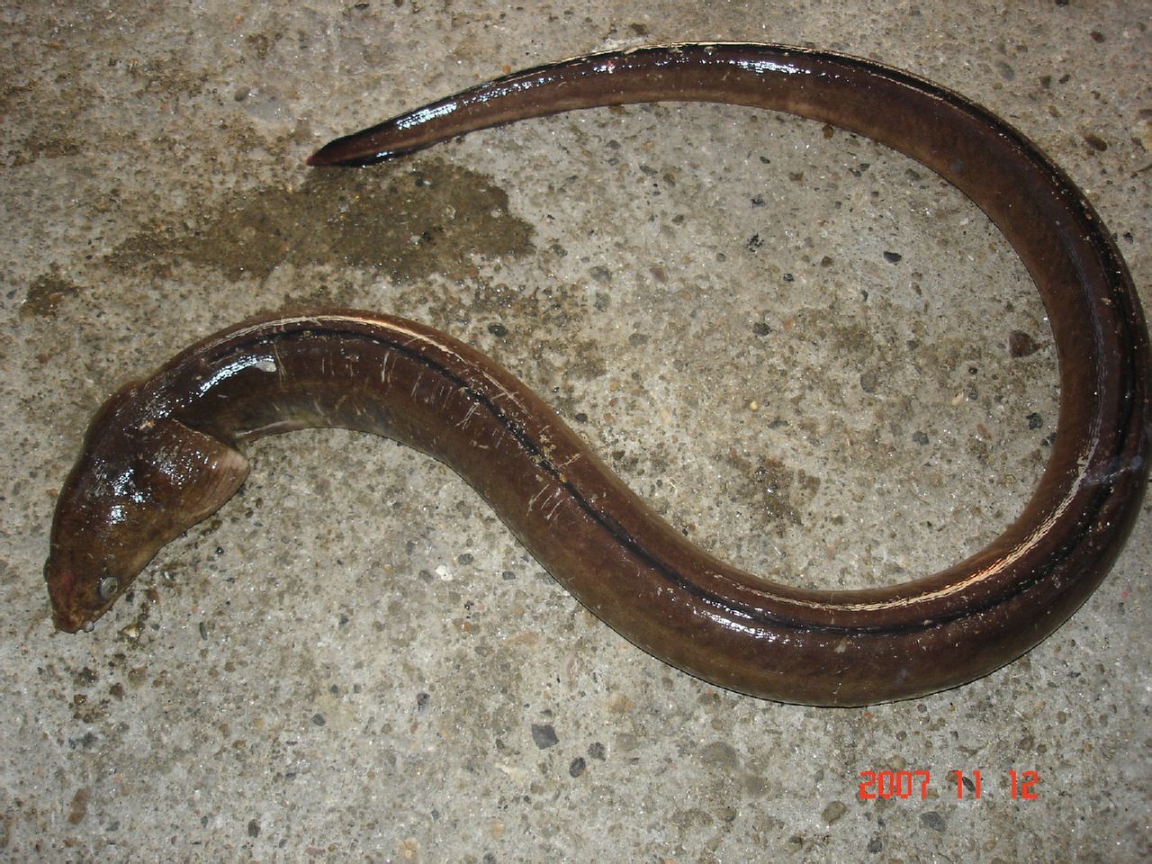 波路豆齿蛇鳗图片