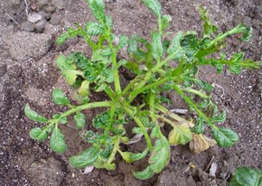 马铃薯卷叶病 (农学)