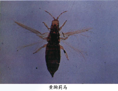 黄胸蓟马(动物)