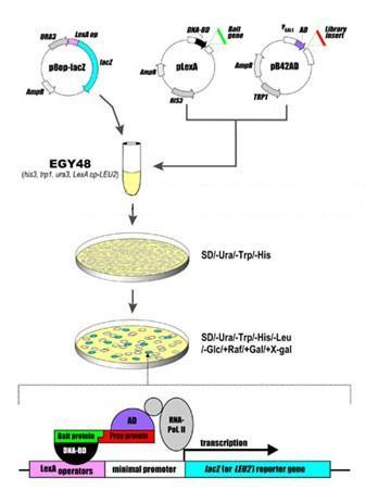 酵母三杂交系统其他生物相关