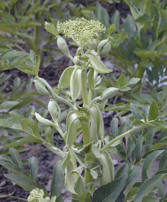 杭白芷 (植物)
