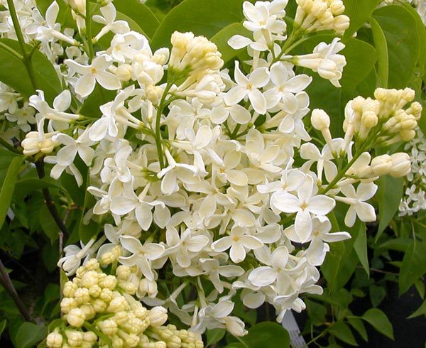 毛萼云南丁香(植物)