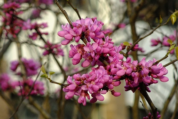紫荆花的花冠图片图片