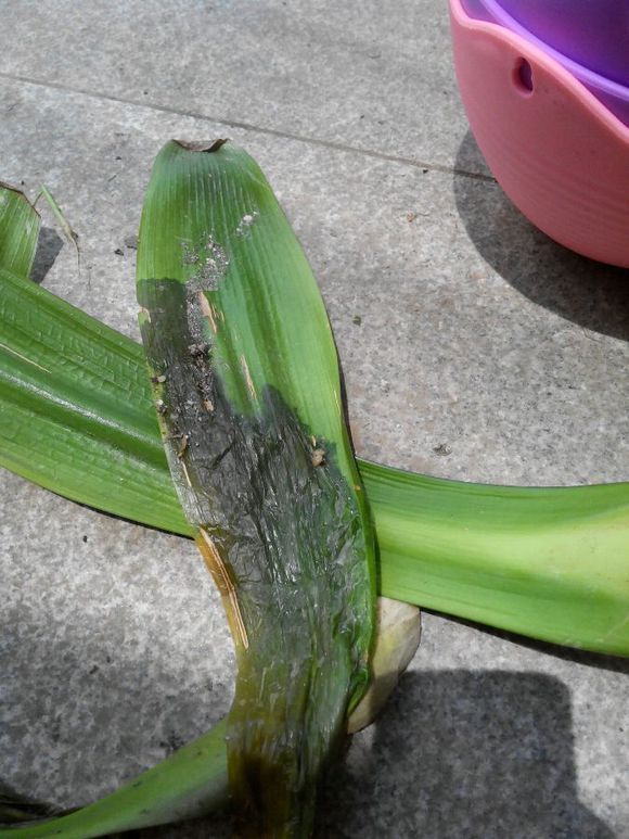 君子兰软腐病(其他生物相关)