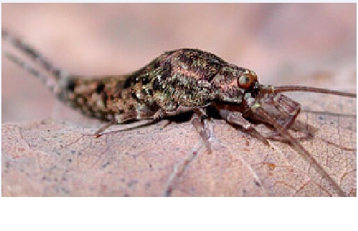 石蛃目(其他人物相关)