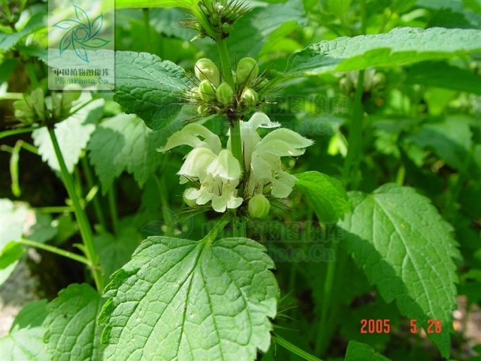 短柄野芝麻(植物)